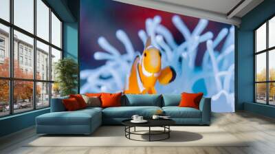 Clownfish live in bleached sea anemone Wall mural