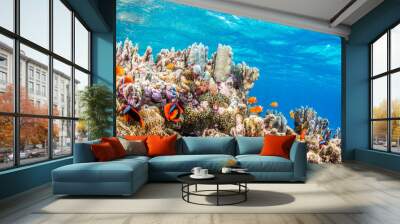 Colony of Anemonefish Wall mural