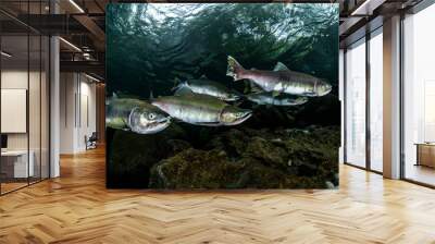 School of Karafuto Trout Wall mural