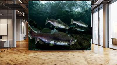 School of Karafuto Trout Wall mural