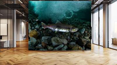 School of Karafuto Trout Wall mural