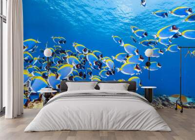 School of Powderblue Surgeonfish Wall mural