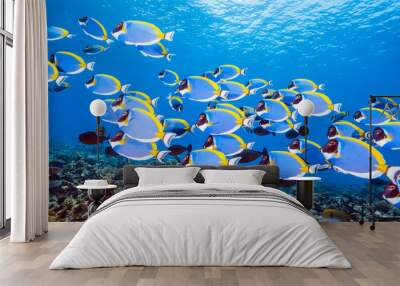 School of Powderblue Surgeonfish Wall mural