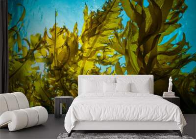 Seaweed and Sunlight Wall mural