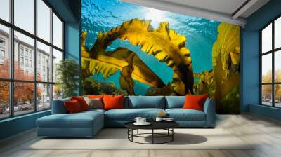 Seaweed and Sunlight Wall mural