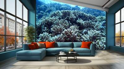 Amazing underwater world - Red Sea, Egypt. Wall mural