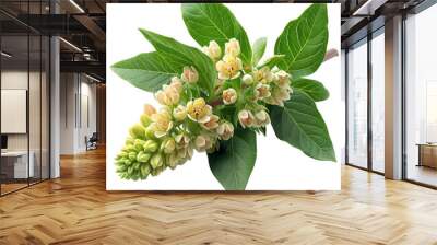 Asclepias flower PNG. Milkweed flower isolated. Butterfly weed flower top view PNG flat lay Wall mural