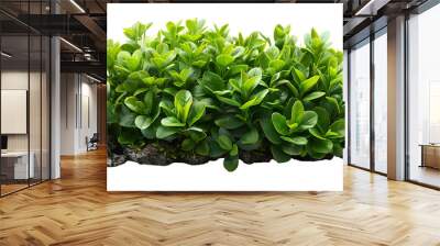 Bush PNG. Green plant isolated  Wall mural