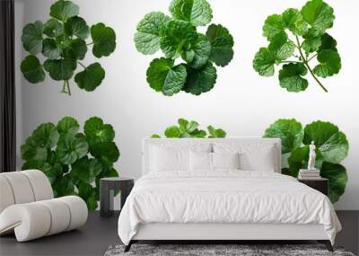 Indian pennywort set PNG. Indian pennywort PNG. Centella asiatica plant PNG for skin hydration and reparation. Luscious gotu kola plant top view isolated. Skin nourishing Centella asiatica plant PNG Wall mural