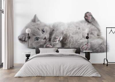 British kitten on white background Wall mural