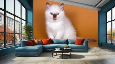 Fluffy kitten of Neva Masquerade licking on a brown background Wall mural