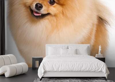 German Spitz dog on white background Wall mural