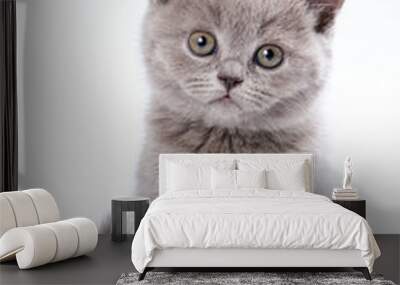 Gray British cat kitten (isolated on white) Wall mural