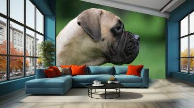 Mastiff Wall mural