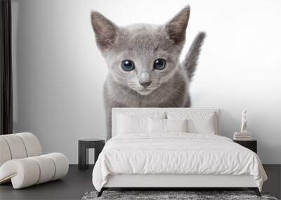 Russian blue kitten on white background Wall mural