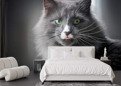 Green Eye Grey Cat Wall mural