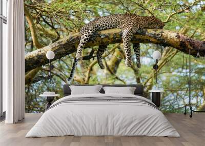 Cheetah sleeping on tree in jungle. Guepard liyng on the tree and sleeping Wall mural