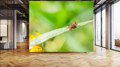 small brown tick sits on the grass in the bright summer sun during the day. Dangerous blood-sucking arthropod animal transfers viruses and diseases. Wall mural