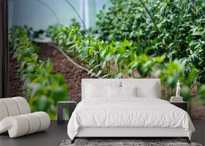 Close up of organic pepper plants and drip irrigation system in a greenhouse - selective focus Wall mural