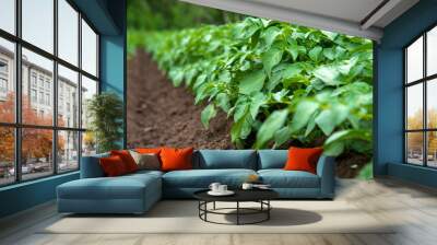 Rows of young potato plants on the field Wall mural