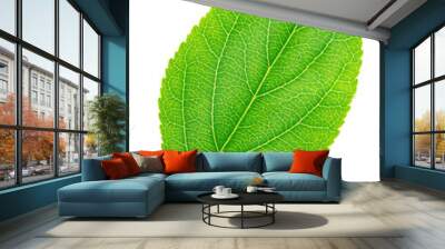 Apple tree leaf isolated on a white Wall mural