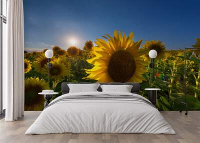 Magnificent sunset landscape with beautiful sunflower fields at the summer. Wall mural