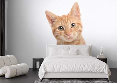 Beautiful cute orange cat Wall mural