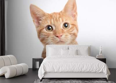 Beautiful cute orange cat Wall mural