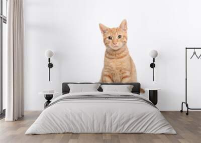 Beautiful cute orange cat Wall mural