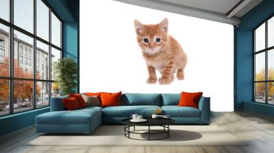 Beautiful orange kitten in front of a white background Wall mural