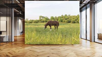 horse grazing on pasture Wall mural