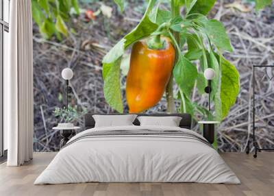 Ripe pepper hanging on a branch in the garden. Organic farming concept. Wall mural