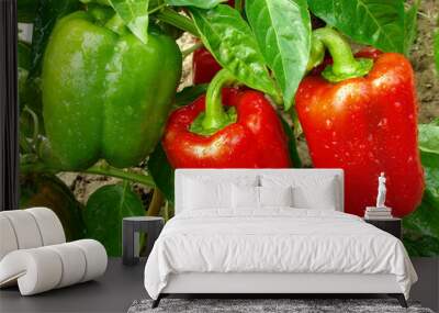 pepper plant with fruits Wall mural