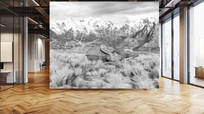 african elephant is dead in plains and mountains side view with copy space Wall mural