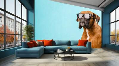 Boxer dog wearing sunglasses while standing on an isolated light blue background. Wall mural