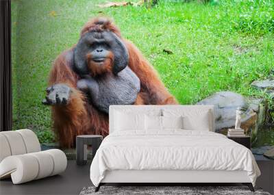 Funny large brown Sumatran Orangutan waiting food Wall mural