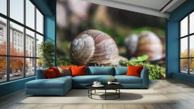 Garden snail on green moss in summer forest, selective focus Wall mural