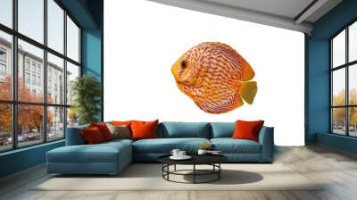 Pompadour fish isolated on transparen background. Red Symphysodon discus fish cut out icon, side view Wall mural