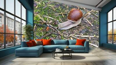  A snail with a spiral shell crawls on moss.                               Wall mural