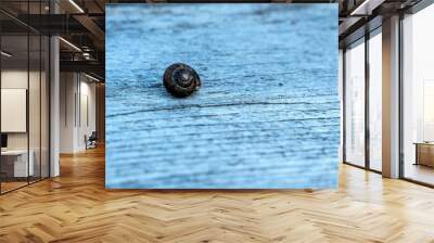 Small garden snail on a board close-up. Wall mural