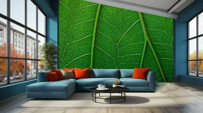 green fiddle leaf fig tree, plant macro shot for eco products background Wall mural