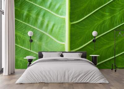 green leaf close-up with expressive texture as a natural background for organic products Wall mural