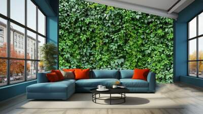 hedge ivy background. foliage of green plants Wall mural