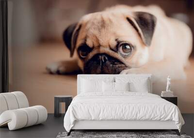 Portrait of cute baby female puppy pug dog. Wall mural