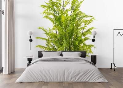 Artificial fern cyrtomium tree like real as modern evergreen ecological decoration for interiors of house, malls, restaurants. isolated on white background for design collage Wall mural