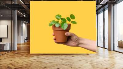 Female hand holding plant pot with pilea on bright yellow background Wall mural