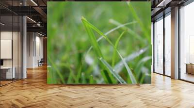 green grass with dew drops Wall mural