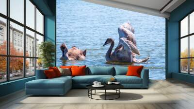 A young brown coloured white swan flaps its wings on the water. Wall mural