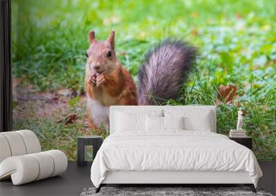 Autumn squirrel with nut sits on green grass with fallen yellow leaves Wall mural