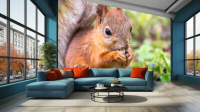 Close-up Portrait of Squirrel. Squirrel eats a nut while sitting in green grass. Eurasian red squirrel, Sciurus vulgaris Wall mural